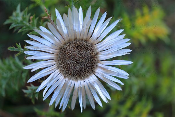 Silver thistle