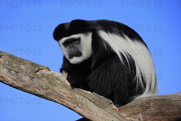 Mantled guereza