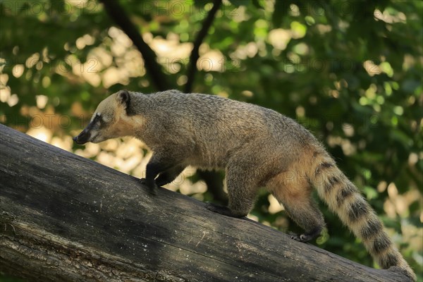 South American coati