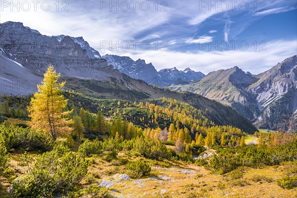 Yellow larches in autumn