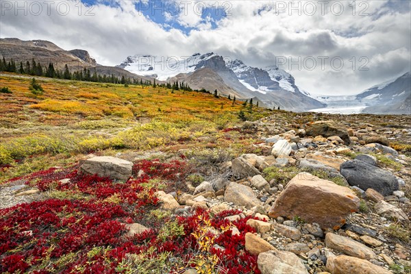 Barren autumn landscape