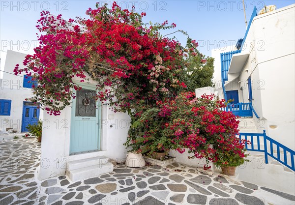 White house overgrown with pink and red bougainvillea