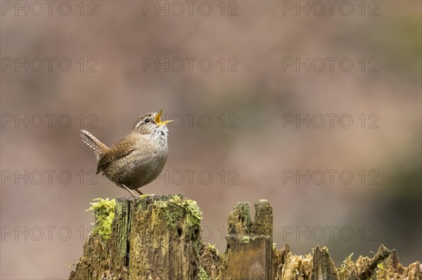 Eurasian wren