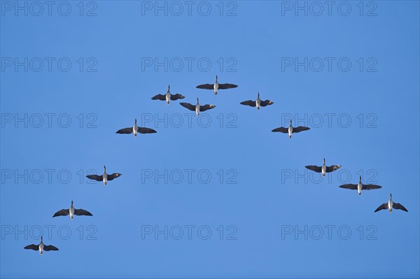 Flying Greylag geese