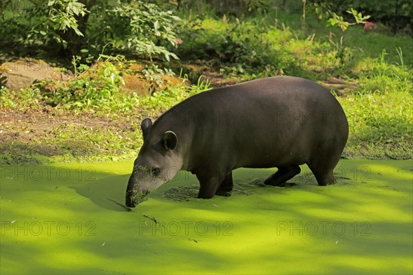 Lowland tapir