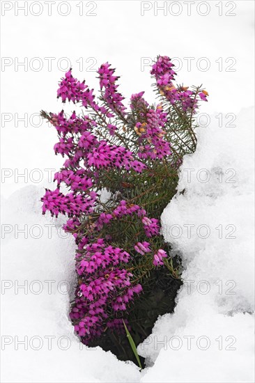 Winter heath