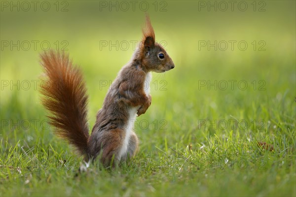 Squirrel