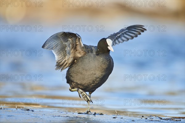 Eurasian coot