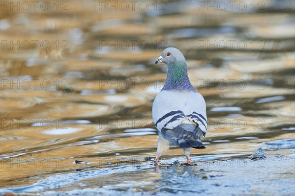 Pigeon