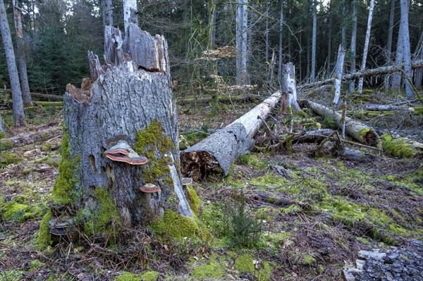 Spruce forest