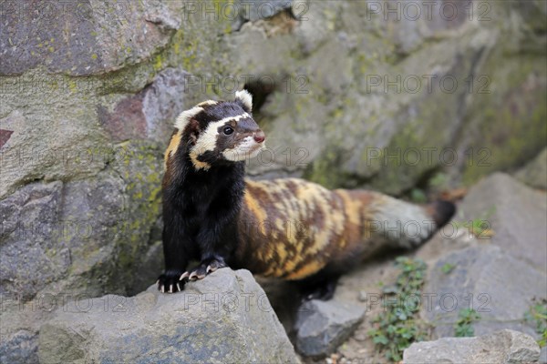 Marbled polecat