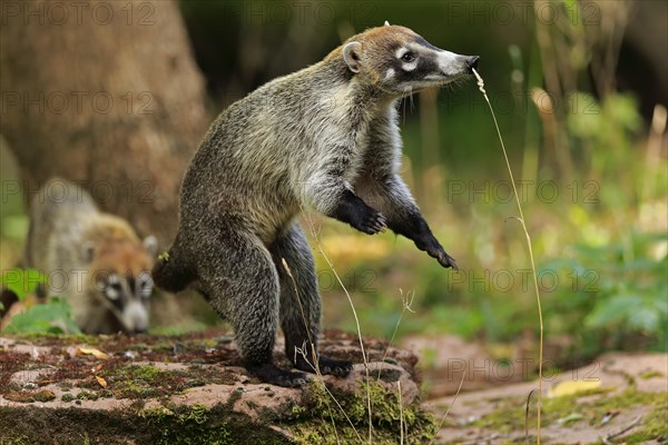 White-trunked coati