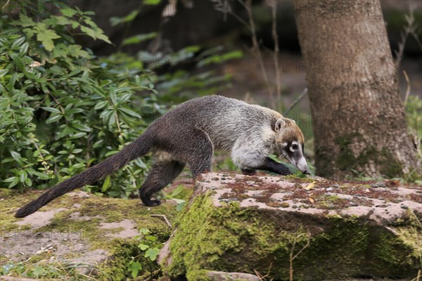 White-trunked coati