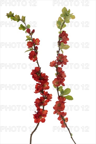 Flowering branches of a Japanese ornamental quince