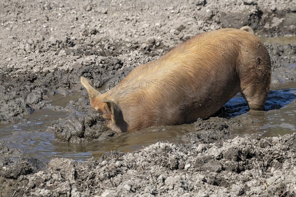 Duroc pig