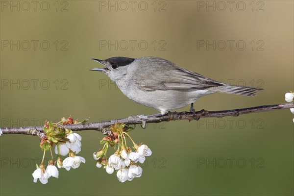 Blackcap