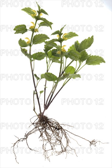 Common Yellow archangel