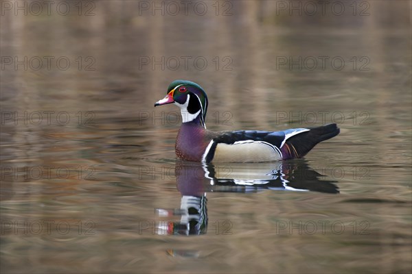 Wood duck