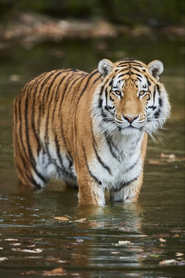 Bengal tiger