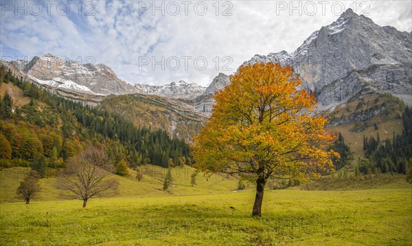 Maple tree with autumn leaves