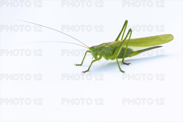 Great green bush cricket