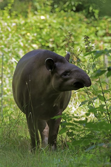 Lowland tapir