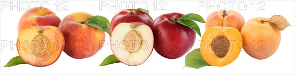 Peach peaches and nectarines nectarine apricot apricot fruits fruit cropped isolated against a white background