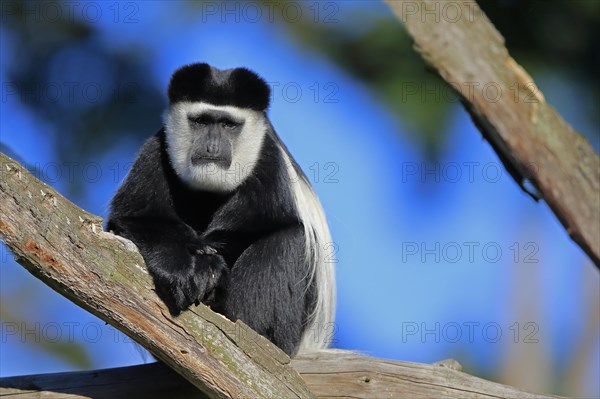 Mantled guereza