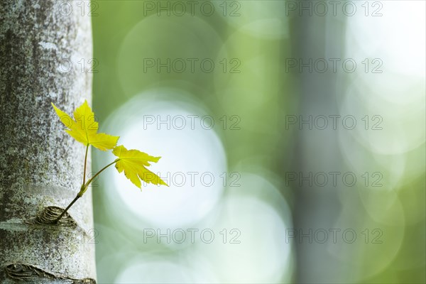 Maple trunk