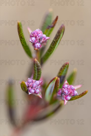 Flowering rosemary heath