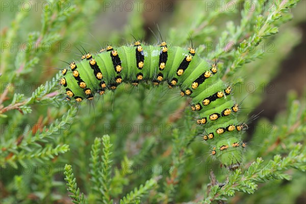 Caterpillar of a night peacock