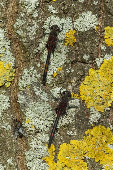 White-faced darter