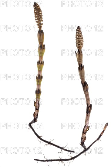 Field horsetail