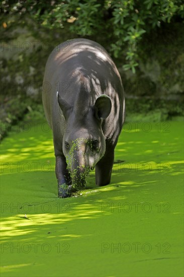 Lowland tapir