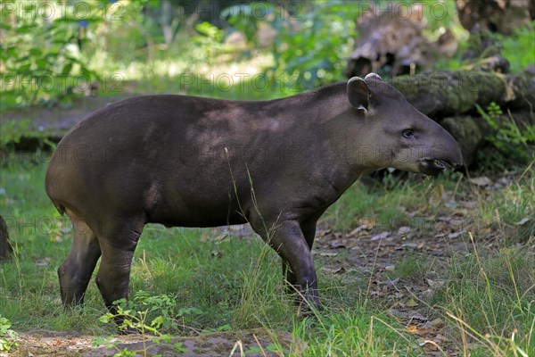 Lowland tapir