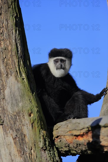 Mantled guereza