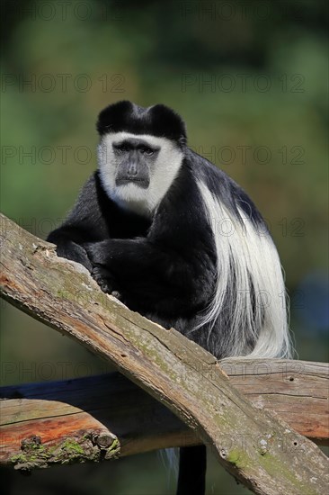 Mantled guereza