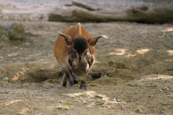 Brush-eared pig