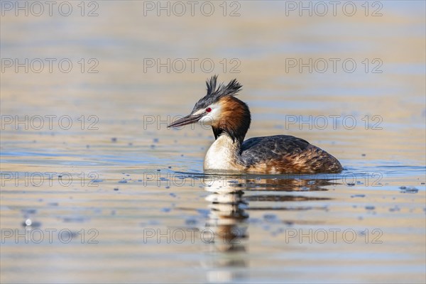 Great crested grebe