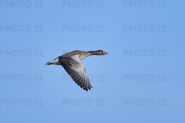 Flying Greylag goose