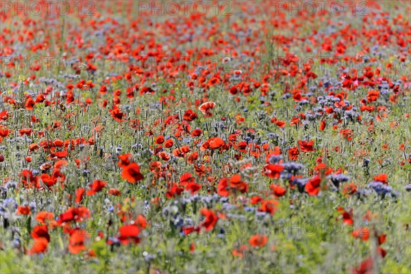 View over a flowering strip with tansy phacelia