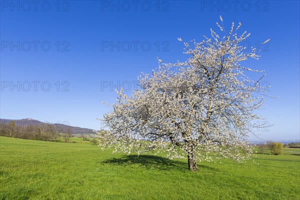 Orchard meadow