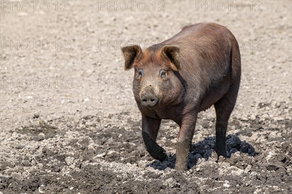 Duroc pig