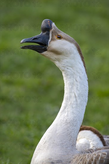 Mute goose