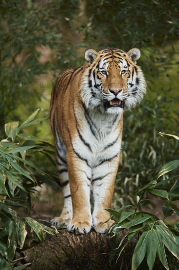 Bengal tiger