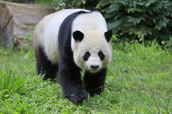 Giant Panda