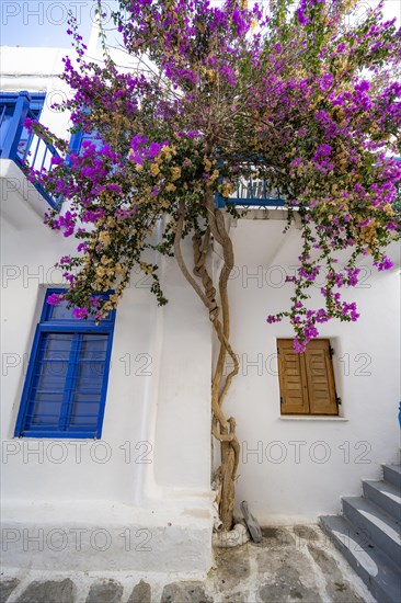 Purple bougainvillea growing on a white house