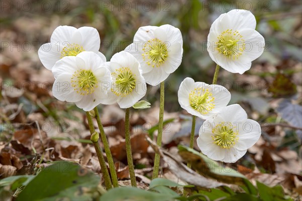 Black hellebore