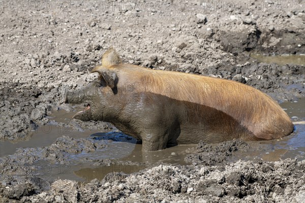 Duroc pig