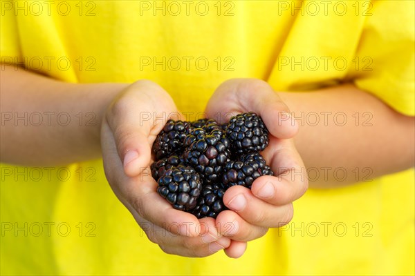 Blackberries fruits berries blackberry fruit berry summer hold hands child